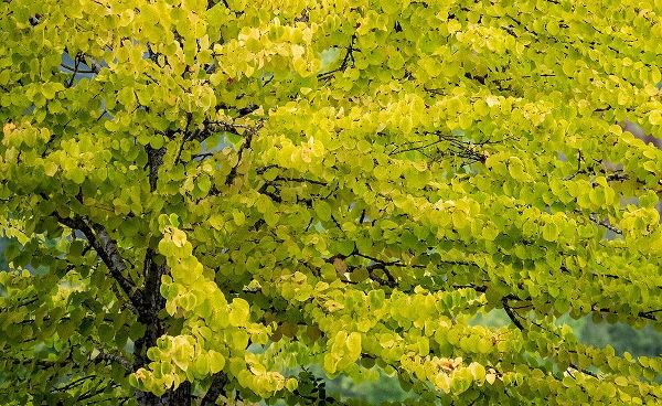 Gulin, Sylvia 아티스트의 USA-Washington State-Bellevue Ginkgo Tree in Autumn colors작품입니다.